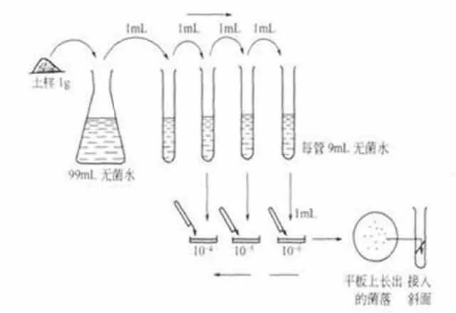 微生物液體接種