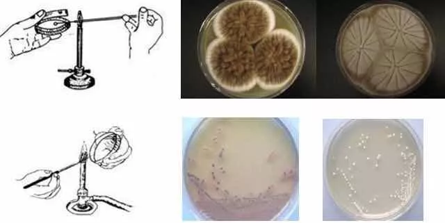 微生物劃線接種