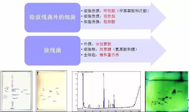 微生物鑒定