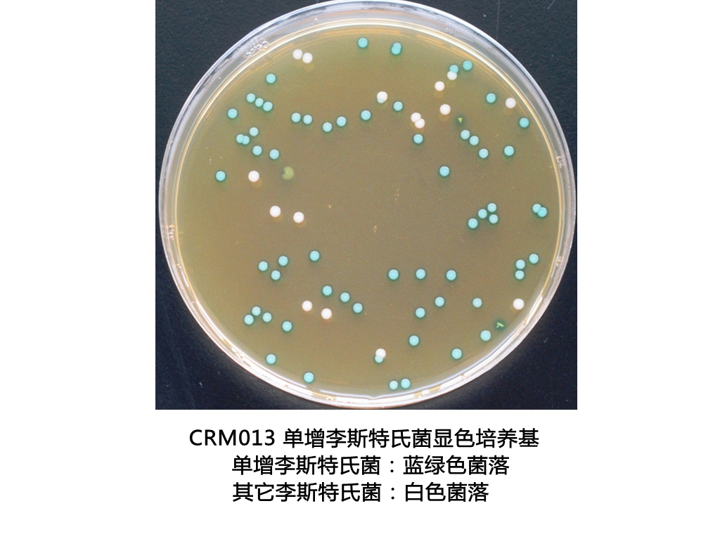 單增李斯特氏菌顯色培養(yǎng)基平板生物圖冊