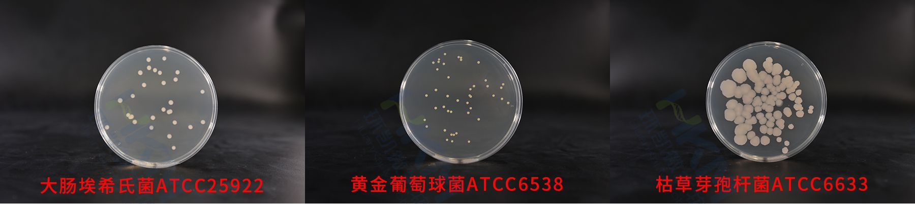 平板計數瓊脂(PCA)質控菌株生物圖冊