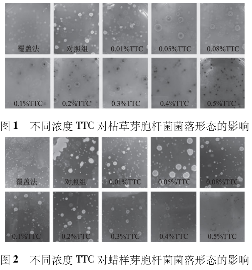 不同濃度 TTC 對(duì)枯草芽胞桿菌和蠟樣芽胞桿菌菌落形態(tài)的影響