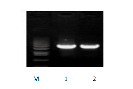 50μl 擴(kuò)增體系，以 50ng 人基因組DNA 為模板，對 3kb 片段擴(kuò)增結(jié)果。