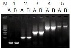 使用普通（A組）及含染料（B組）的2×Taq Master Mix配制的50μl擴增體系，以5ng λDNA為模板， 對500bp～6.0kb片段的擴增結果