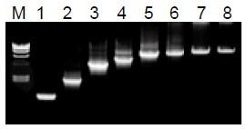 50μL 擴(kuò)增體系中，λDNA 為模板，擴(kuò)增 1kb~20kb 片段。