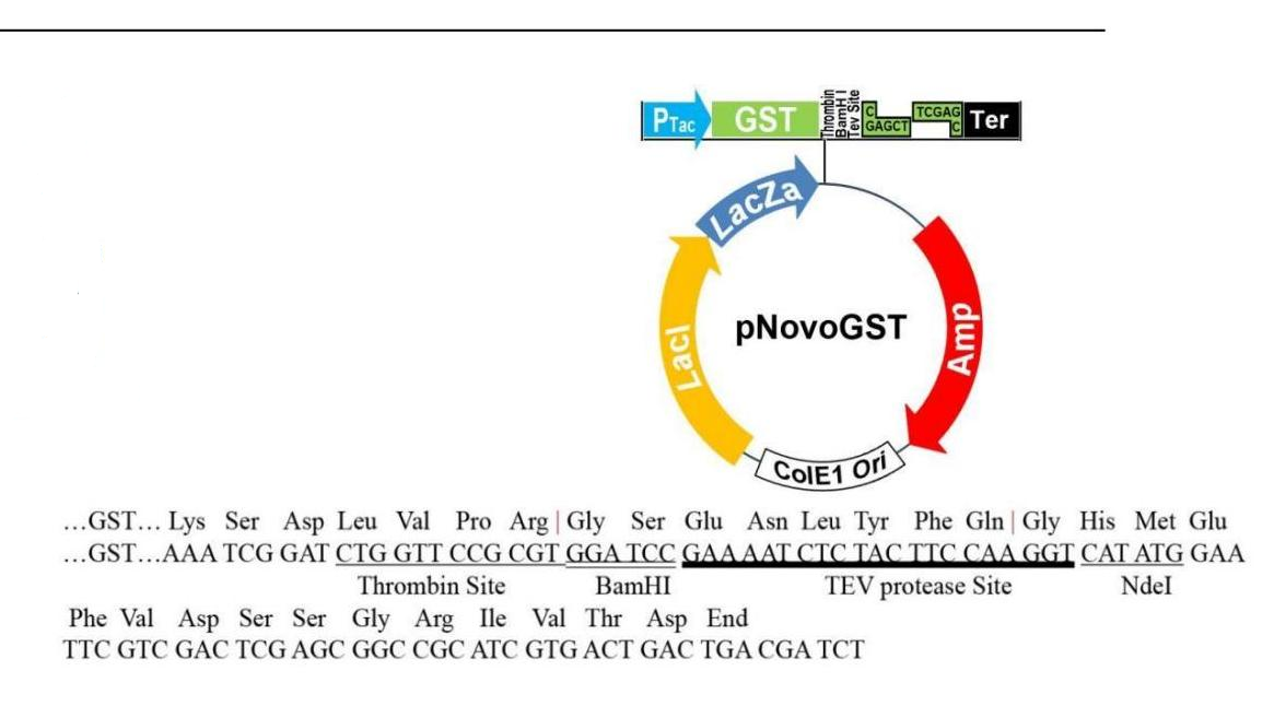 pGST 結(jié)構圖