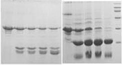 pTrx-EK Expression Kit應用實例