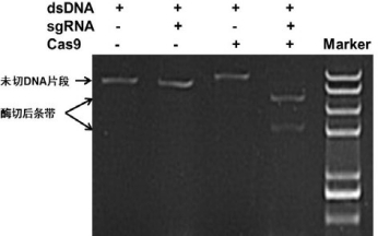 NLS-Cas9 Nuclease應用實例