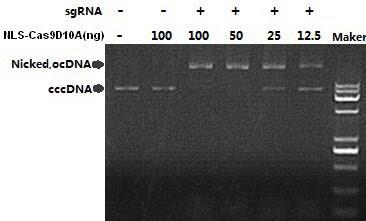 NLS-Cas9(D10A) Nickase DNA 切割活性檢測(cè)