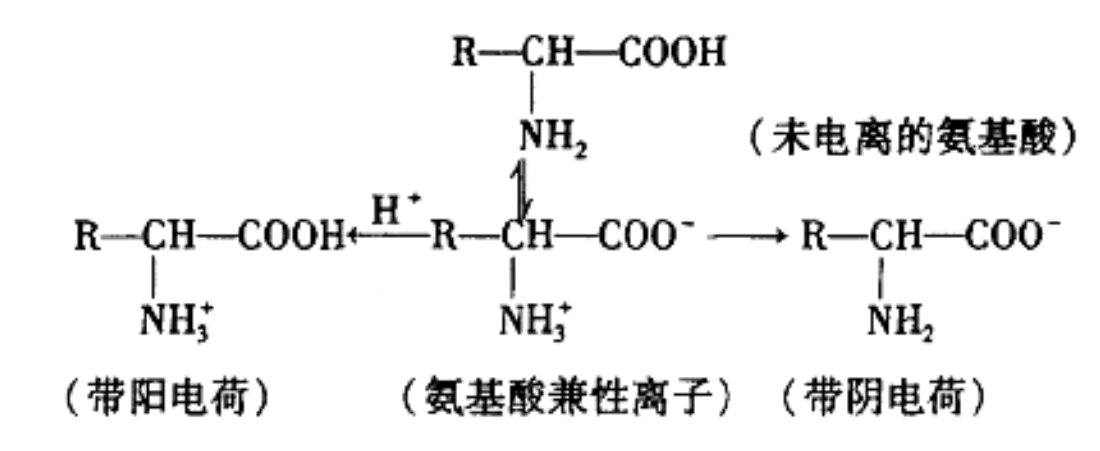 細(xì)菌帶陰電荷