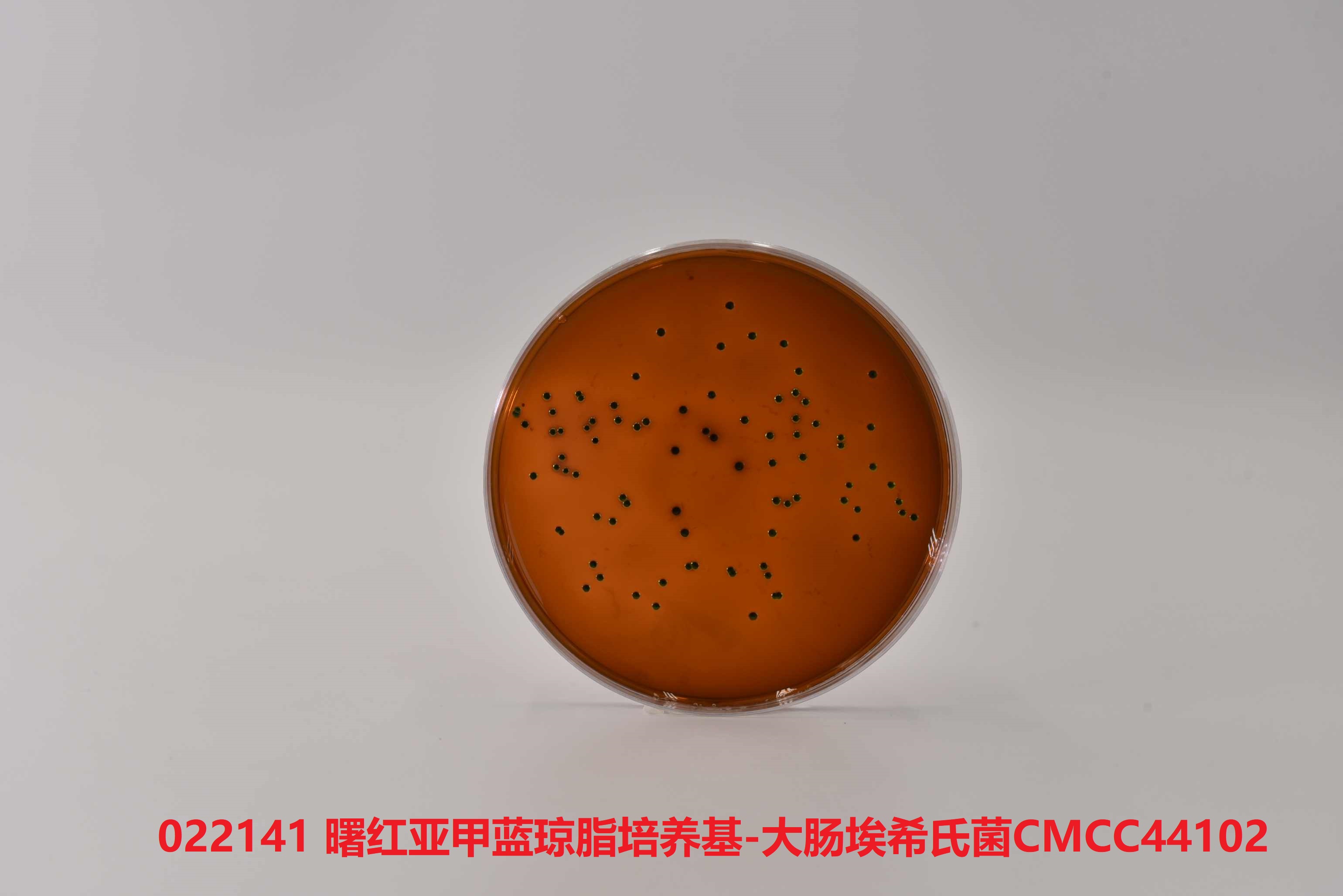 曙紅亞甲藍(lán)瓊脂培養(yǎng)基(EMB)測試大腸埃希氏菌CMCC(B)44102