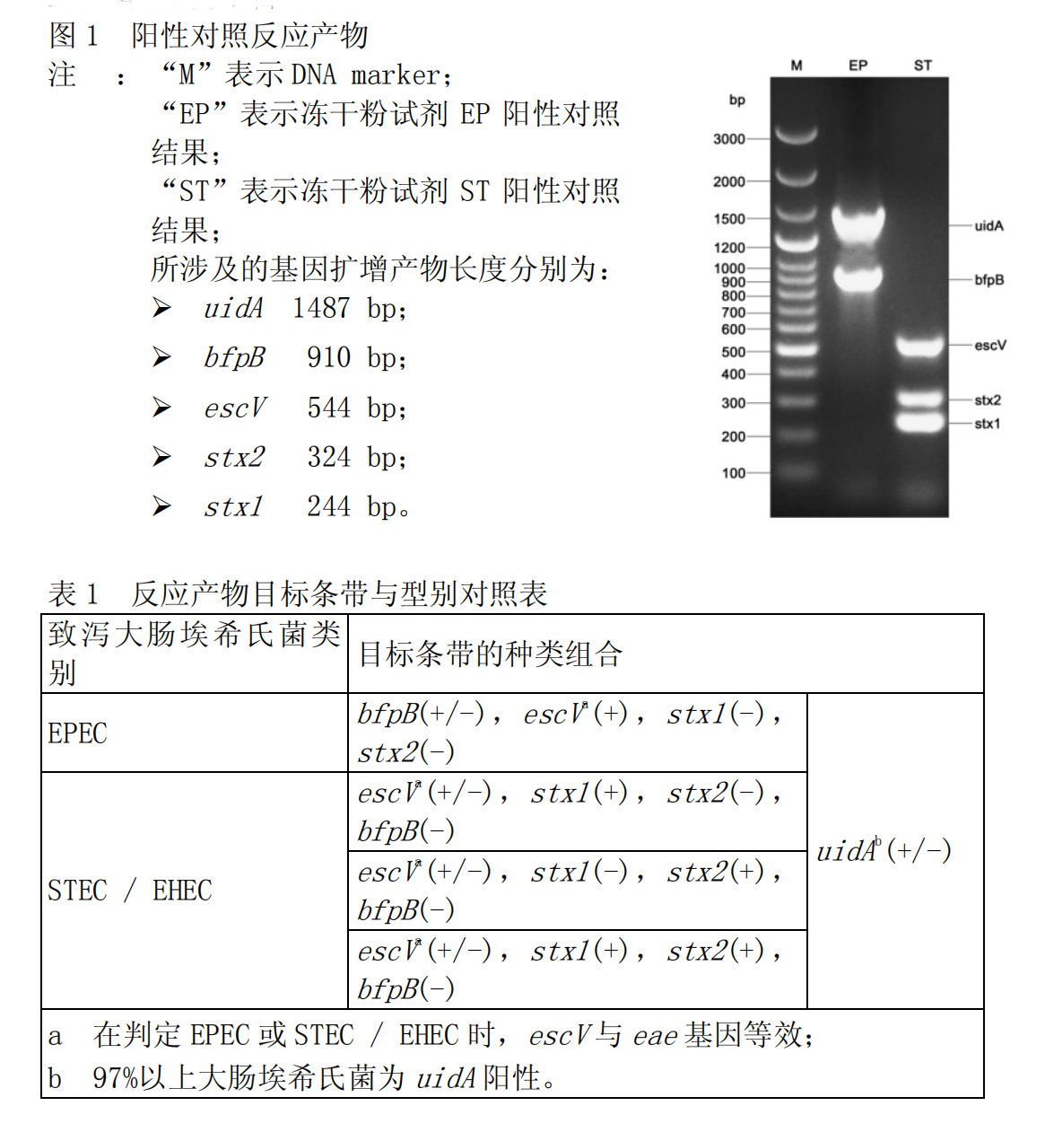 EPEC-STEC-EHEC多重PCR檢測試劑盒結果判讀