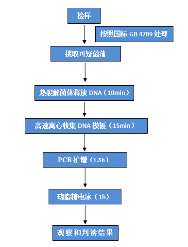 多重 PCR 檢測操作流程