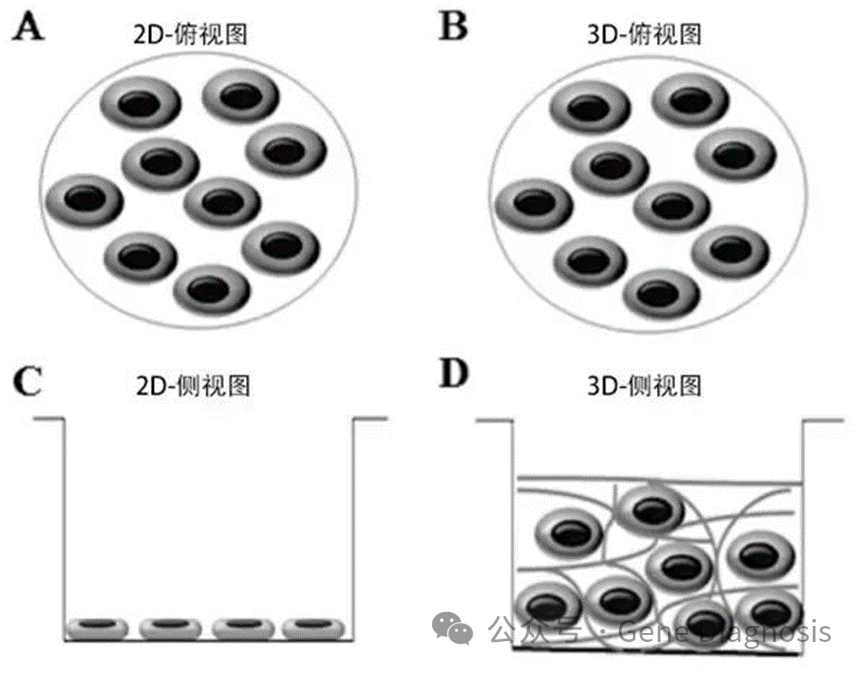 2D和3D細胞培養(yǎng)的區(qū)別