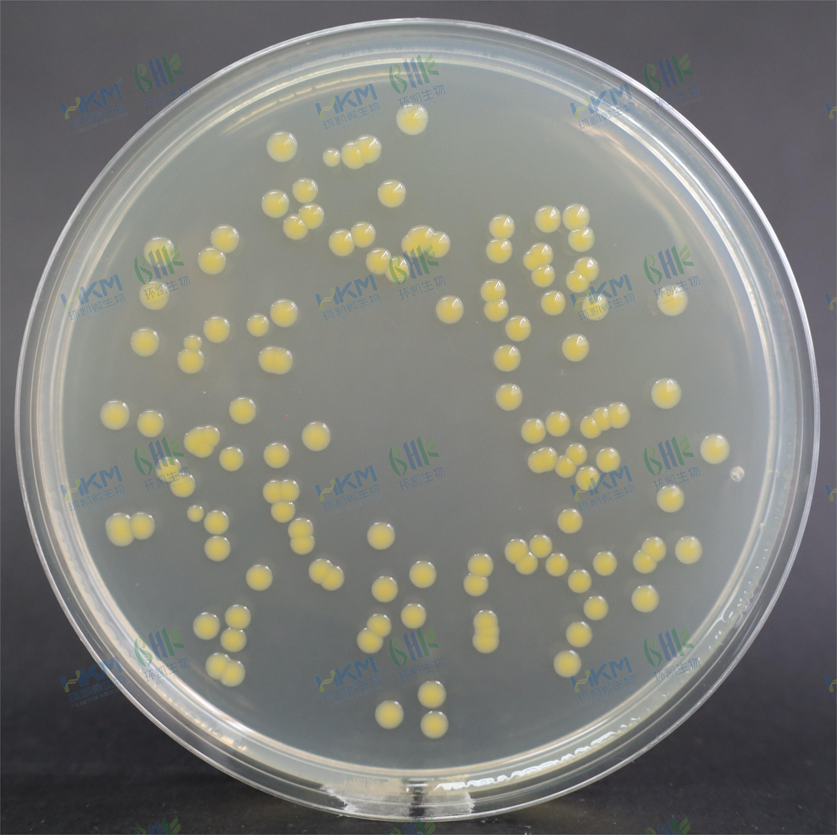 莫氏克羅諾桿菌CMCC（B）45407