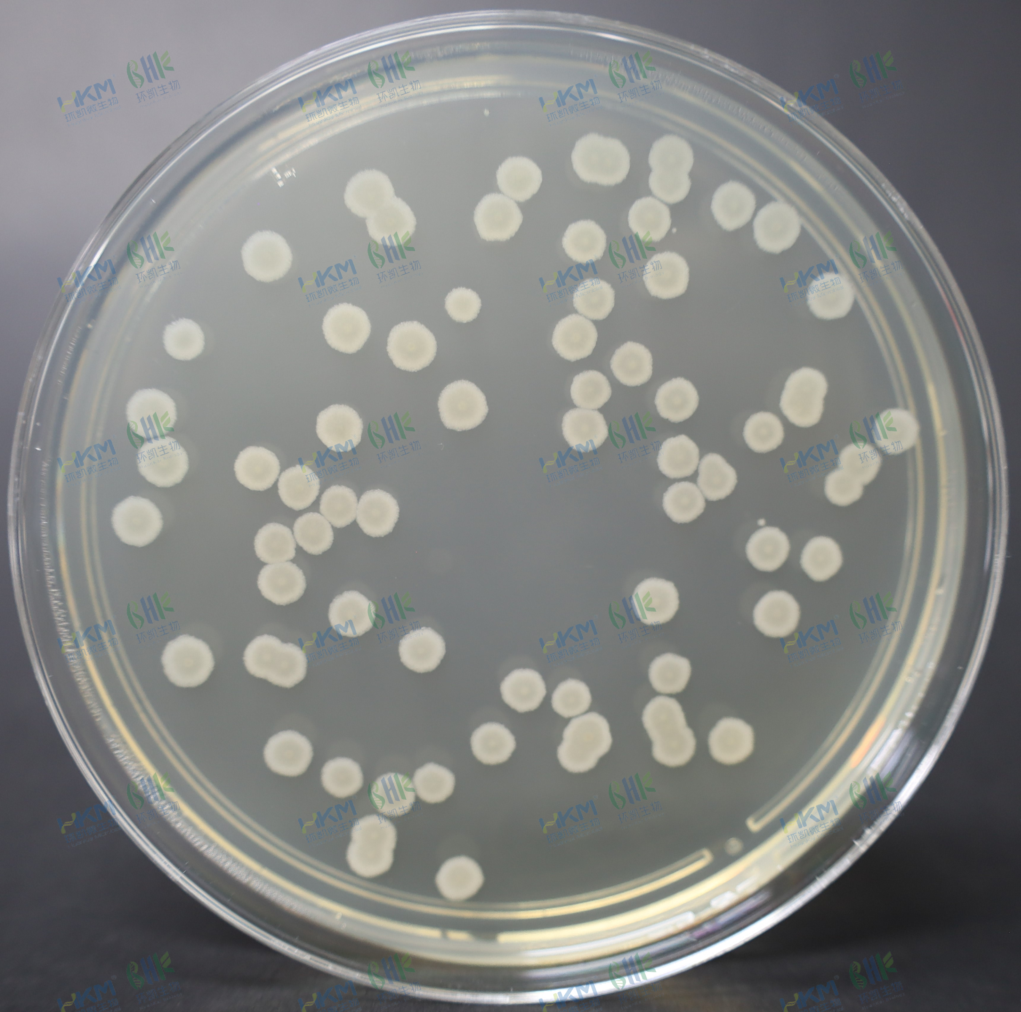 枯草芽孢桿菌CMCC（B）63501