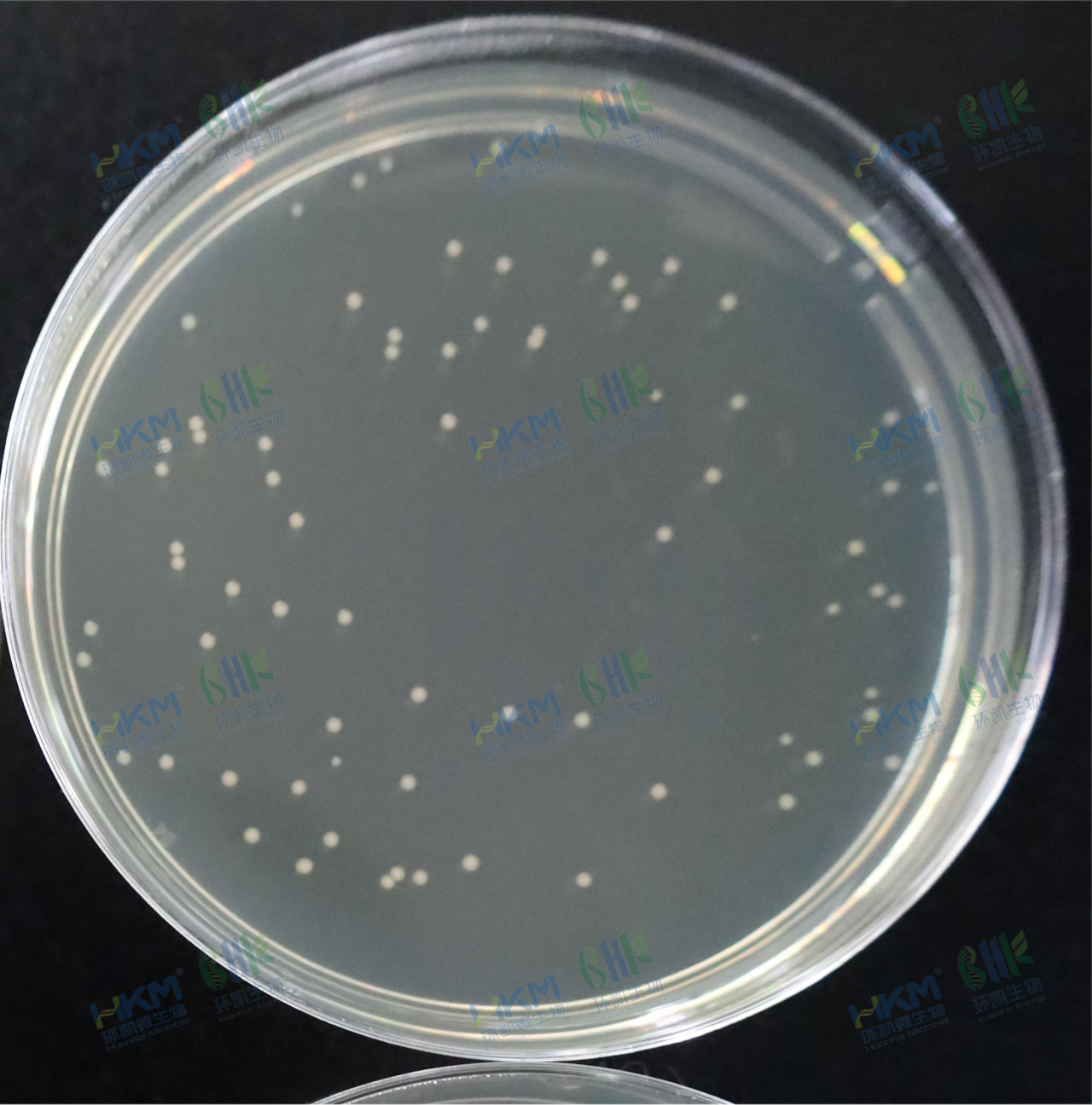 嗜熱嗜脂肪地芽孢桿菌CMCC(B)63509