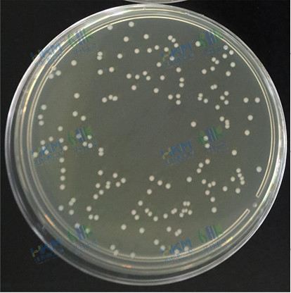 糞腸球菌CMCC(B)32480