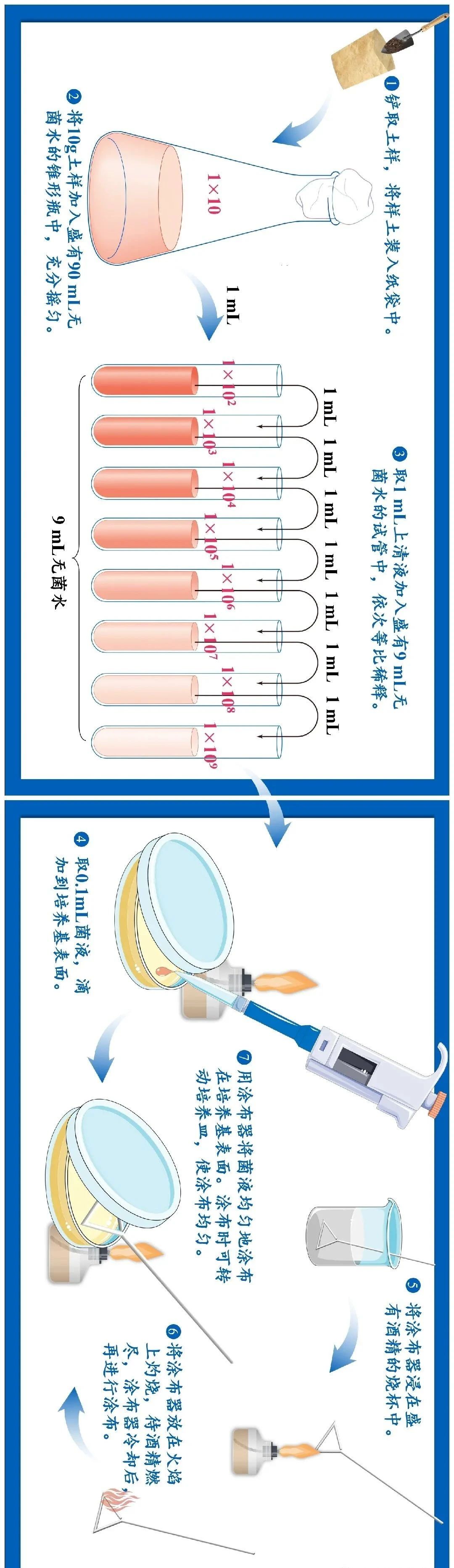 稀釋涂布平板法操作示意圖